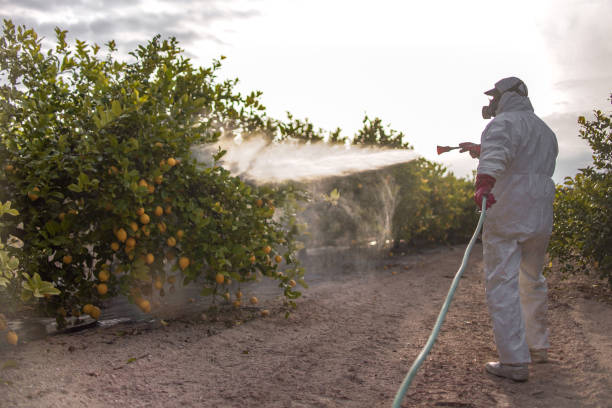 Best Pest Control Near Me  in Morgan City, LA